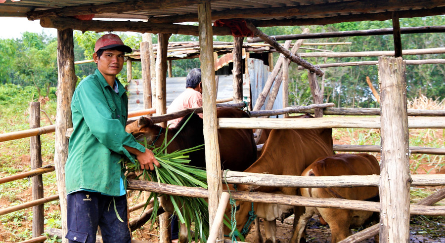 Nhờ con bò từ mô hình nuôi luân chuyển, gia đình anh A Tân đã thoát nghèo.