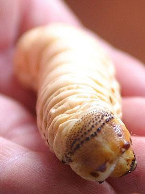 Witchetty grub – Australia An Australian term for large, white moth larvae, witchetty grubs are a staple in the Aboriginal diet. They can be eaten alive or cooked and are an excellent source of protein. They are said to taste like almonds. 