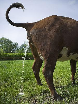Cow urine – India Believed by many Hindus to possess therapeutic value, cow urine is sold in India alongside milk and yogurt. Earlier this year, one research centre in the holy city of Haridwar announced plans to launch a new cola to rival Pepsi and Coke – made entirely from this bovine by-product. 