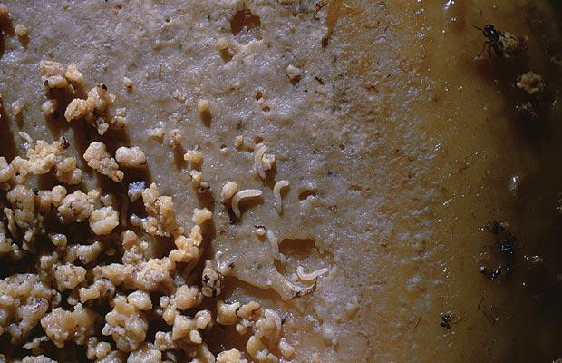 Casu marzu – Sardinia This is a Sardinian speciality that comes with a health warning. Most food that’s crawling with maggots finds its way into the bin but the decomposition of this 