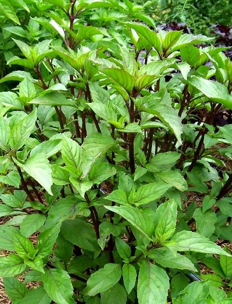 Rau húng quế (ảnh: Internet) Rau húng quế (ảnh: Internet)