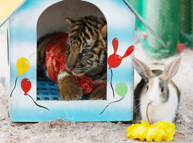 A rabbit sits next to a tiger cub at the Sriracha Tiger Zoo in Thailand’s Chonburi Province