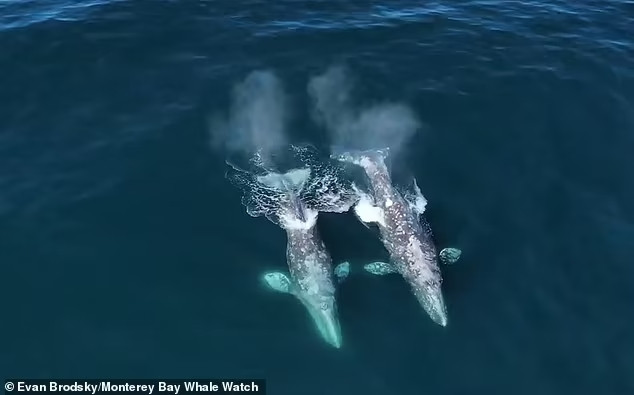 Hai con cá voi xám trưởng thành đang bơi ở Vịnh Monterey. Hai con cá voi xám trưởng thành đang bơi ở Vịnh Monterey.