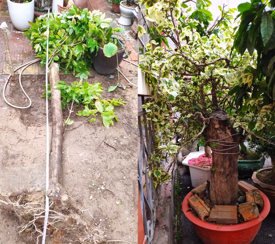 Một số cây cảnh bị các đối tượng trộm cắp