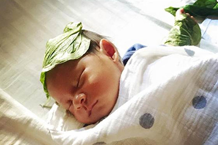 Lá trầu không: kìm hãm ung thư, sát khuẩn… tốt hơn cả kháng sinh 