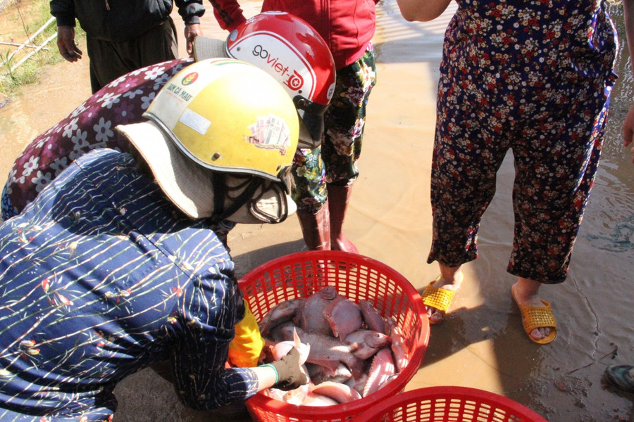 Người dân vớt cá chết từ dưới sông Sêrêpốk. Người dân vớt cá chết từ dưới sông Sêrêpốk.