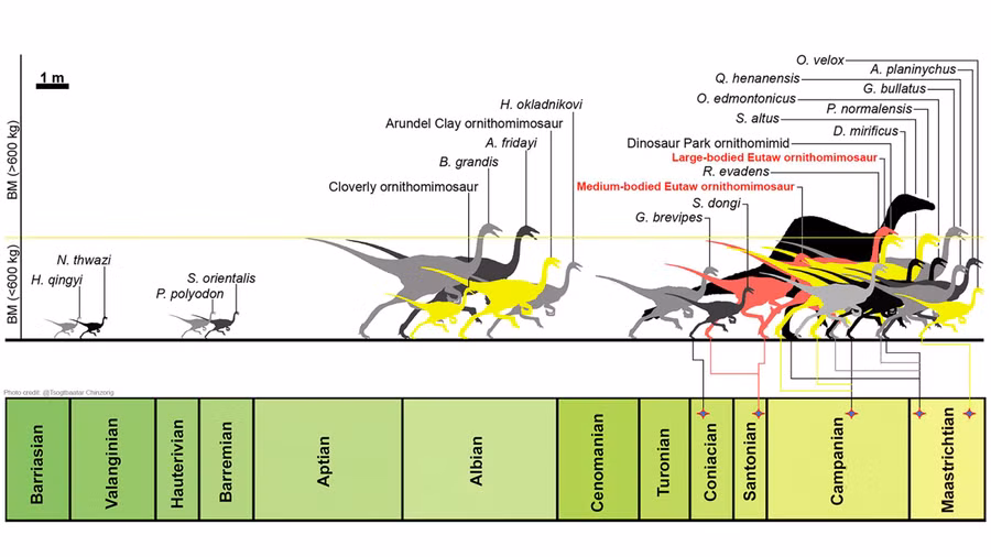 Mặt cắt ngang thời kỳ cổ sinh học cho thấy kích thước cơ thể tương đối của các Ornithomimosaurs qua thời gian địa chất. Ảnh: Tsogtbaatar và cộng sự.