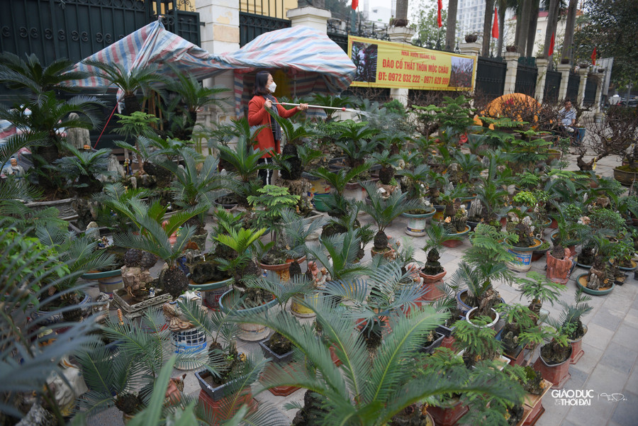 Do kích thước nhỏ, mà vạn tuế mini bonsai thích hợp trang trí được nhiều vị trí trong nhà như để trên bàn ở phòng khách, trên ghế.. Do kích thước nhỏ, mà vạn tuế mini bonsai thích hợp trang trí được nhiều vị trí trong nhà như để trên bàn ở phòng khách, trên ghế..