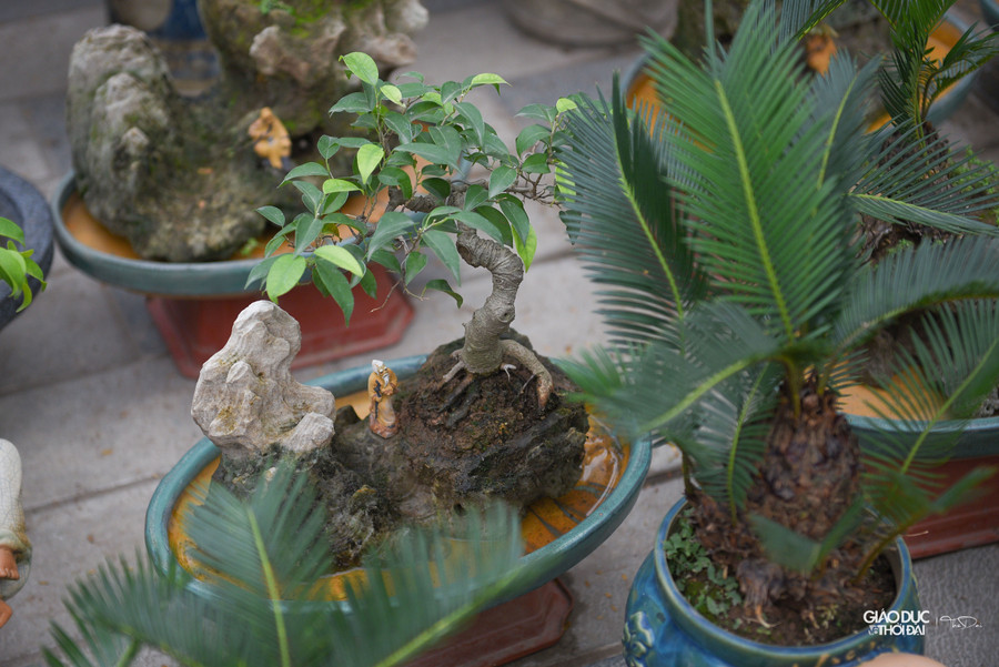 Năm nay ngoài những cây vạn tuế bonsai tại gian hàng còn có bày bán những cây như tùng, sam hoa tím bonsai.... Năm nay ngoài những cây vạn tuế bonsai tại gian hàng còn có bày bán những cây như tùng, sam hoa tím bonsai....