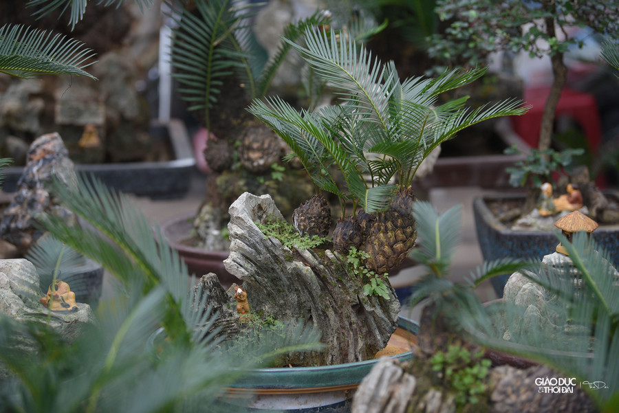 Ông Đỗ Văn Hồng chủ gian hàng bonsai cho biết, phải mất khoảng thời gian từ 5 đến 10 năm mới tạo ra được một cây vạn tuế bonsai đẹp đưa ra thị trường. Ông Đỗ Văn Hồng chủ gian hàng bonsai cho biết, phải mất khoảng thời gian từ 5 đến 10 năm mới tạo ra được một cây vạn tuế bonsai đẹp đưa ra thị trường.