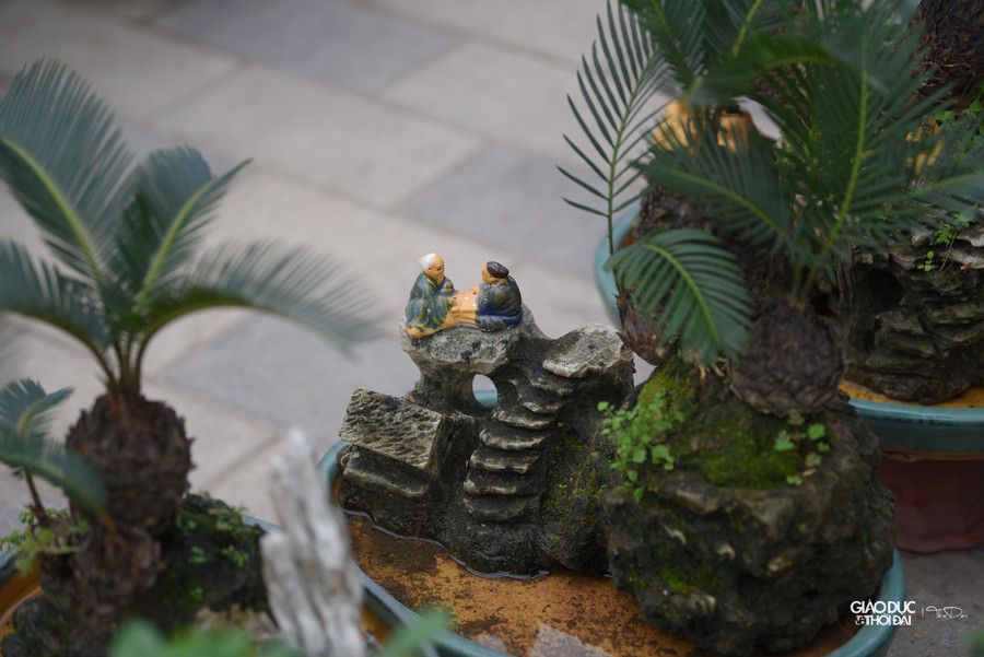 Ông Đỗ Văn Hồng chủ gian hàng bonsai cho biết, phải mất khoảng thời gian từ 5 đến 10 năm mới tạo ra được một cây vạn tuế bonsai đẹp đưa ra thị trường. Ông Đỗ Văn Hồng chủ gian hàng bonsai cho biết, phải mất khoảng thời gian từ 5 đến 10 năm mới tạo ra được một cây vạn tuế bonsai đẹp đưa ra thị trường.