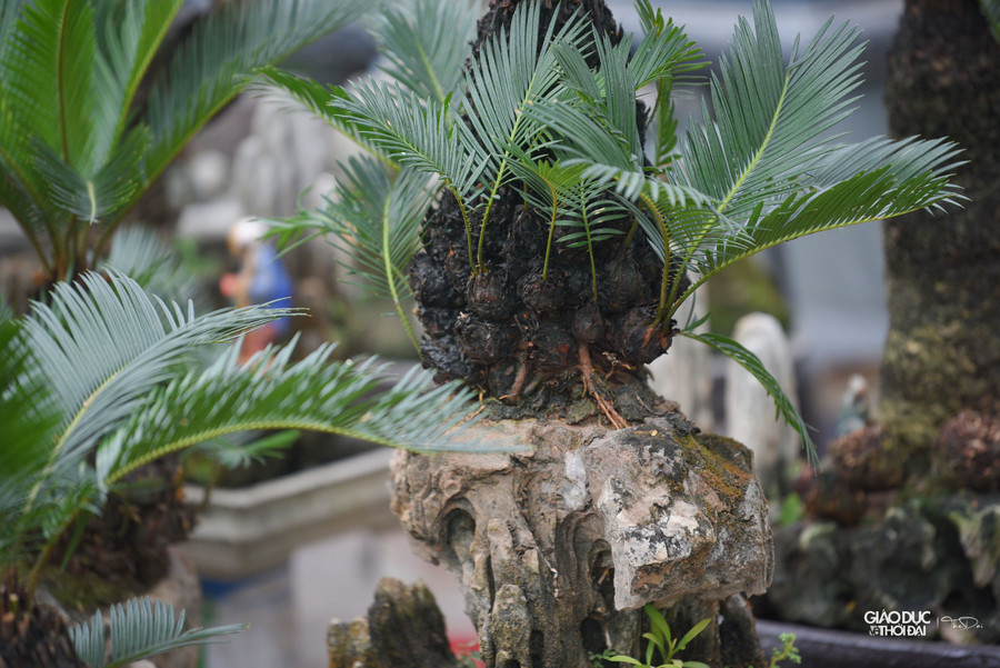 Năm nay ngoài những cây vạn tuế bonsai tại gian hàng còn có bày bán những cây như tùng, sam hoa tím bonsai.... Năm nay ngoài những cây vạn tuế bonsai tại gian hàng còn có bày bán những cây như tùng, sam hoa tím bonsai....