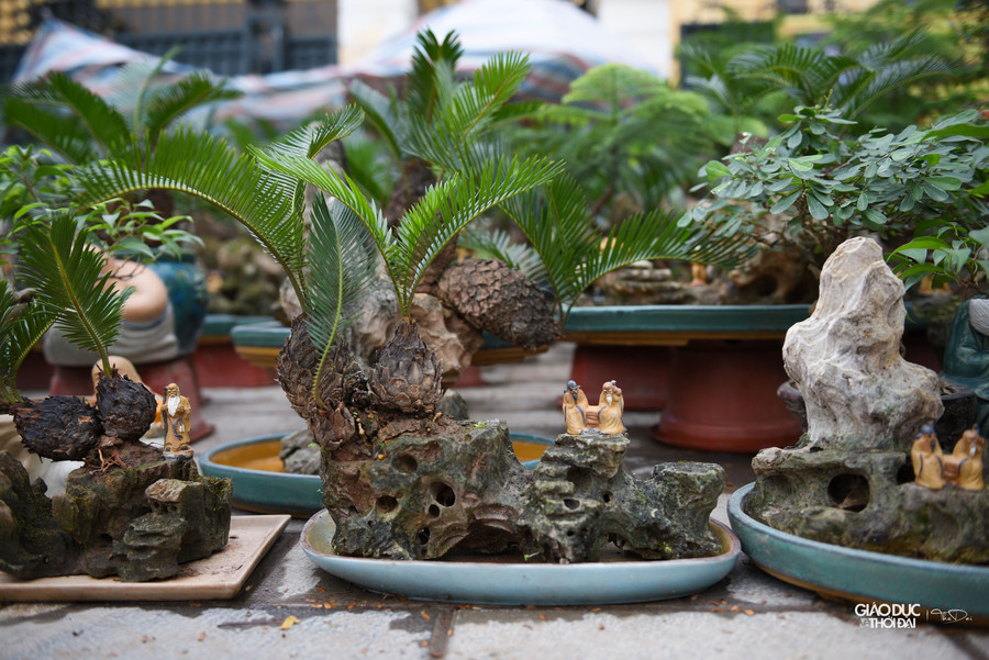 Ông Đỗ Văn Hồng chủ gian hàng bonsai cho biết, phải mất khoảng thời gian từ 5 đến 10 năm mới tạo ra được một cây vạn tuế bonsai đẹp đưa ra thị trường. Ông Đỗ Văn Hồng chủ gian hàng bonsai cho biết, phải mất khoảng thời gian từ 5 đến 10 năm mới tạo ra được một cây vạn tuế bonsai đẹp đưa ra thị trường.