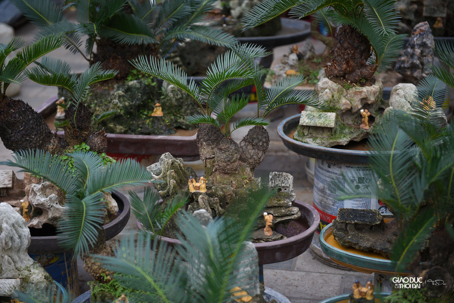 Ông Đỗ Văn Hồng chủ gian hàng bonsai cho biết, phải mất khoảng thời gian từ 5 đến 10 năm mới tạo ra được một cây vạn tuế bonsai đẹp đưa ra thị trường. Ông Đỗ Văn Hồng chủ gian hàng bonsai cho biết, phải mất khoảng thời gian từ 5 đến 10 năm mới tạo ra được một cây vạn tuế bonsai đẹp đưa ra thị trường.