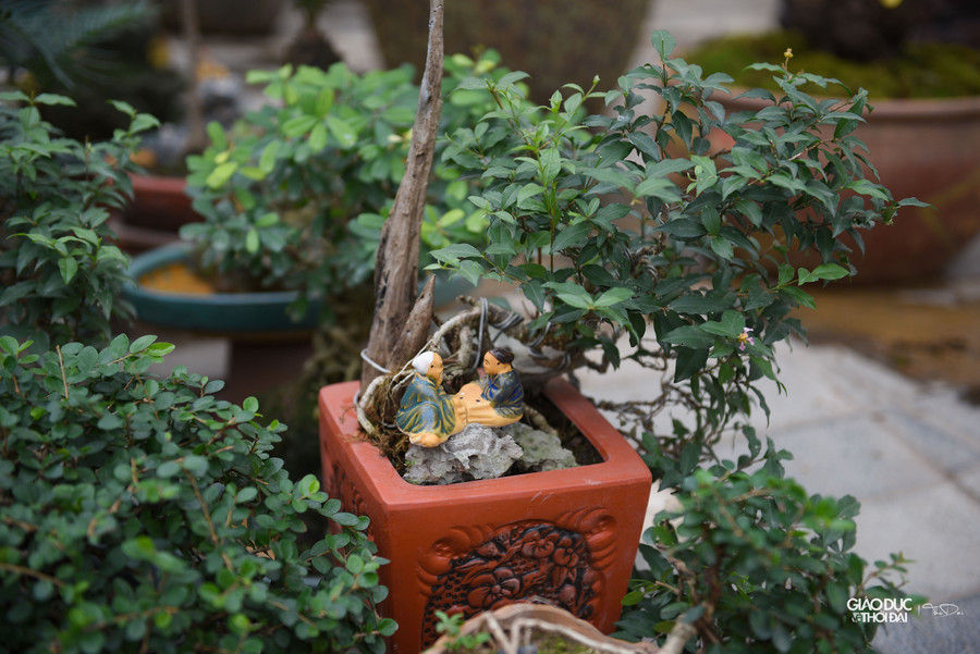 Năm nay ngoài những cây vạn tuế bonsai tại gian hàng còn có bày bán những cây như tùng, sam hoa tím bonsai.... Năm nay ngoài những cây vạn tuế bonsai tại gian hàng còn có bày bán những cây như tùng, sam hoa tím bonsai....