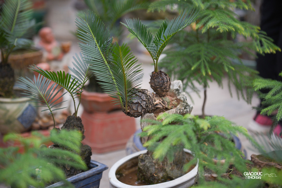 Năm nay ngoài những cây vạn tuế bonsai tại gian hàng còn có bày bán những cây như tùng, sam hoa tím bonsai.... Năm nay ngoài những cây vạn tuế bonsai tại gian hàng còn có bày bán những cây như tùng, sam hoa tím bonsai....