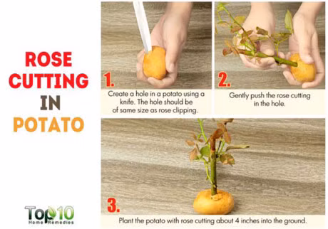 10 cong dung bat ngo cua khoai tay co the ban chua biet - Anh 6