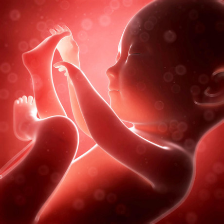 Các giai đoạn phát triển của bé trong tử cung mẹ - Ảnh 1 Cac giai doan phat trien cua be trong tu cung me - Anh 1