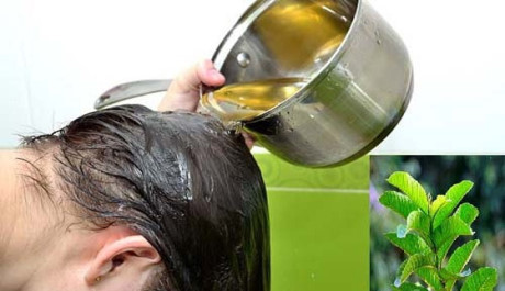 Dùng lá ổi theo cách này, tóc thưa rụng đến mấy cũng đen dày mềm mượt sau 1 tháng - Ảnh 1 Dung la oi theo cach nay, toc thua rung den may cung den day mem muot sau 1 thang - Anh 1