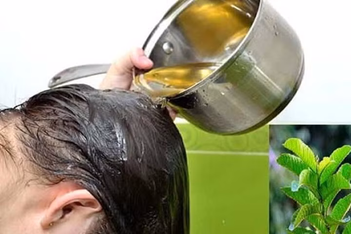 Dùng lá ổi theo cách này, tóc thưa rụng đến mấy cũng đen dày mềm mượt sau 1 tháng