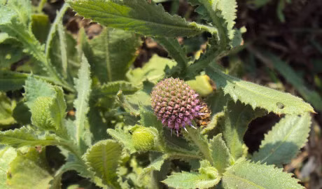 Nhung mon an chua liet duong, tang cuong sinh luc o nam gioi - Anh 1