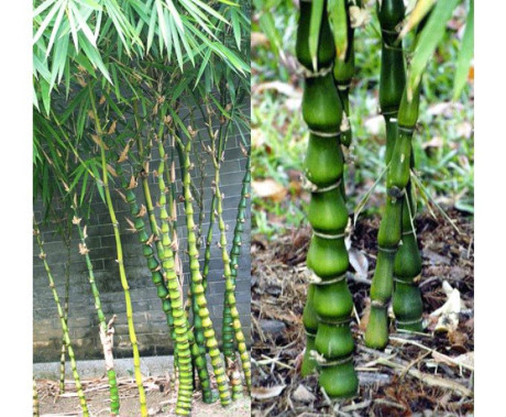 Mẹ làm theo mẹo dân gian này, con khóc đêm dai dẳng đến mấy cũng ngủ ngoan ngay lập tức - Ảnh 3 Me lam theo meo dan gian nay, con khoc dem dai dang den may cung ngu ngoan ngay lap tuc - Anh 3