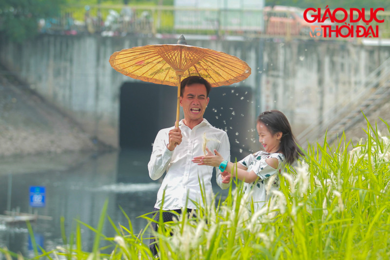 “Thảm” cỏ lau được một số gia đình chụp lại những tấm ảnh kỷ niệm.