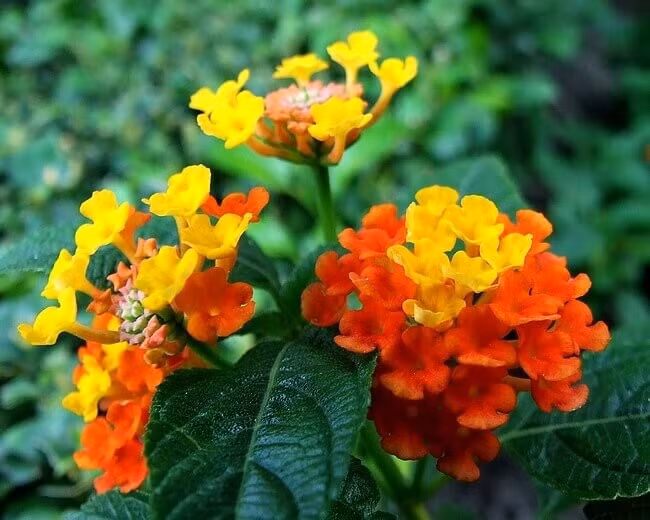 Trị viêm xoang bằng hoa ngũ sắc không nên kéo dài, kẻo gây tác dụng phụ