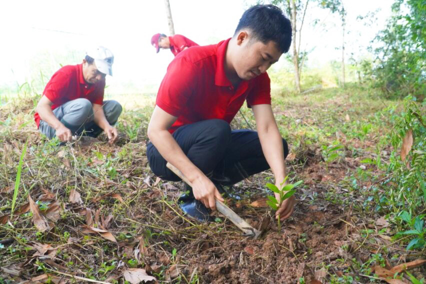 Hàng trăm cây keo đã được trồng quanh khuôn viên trường.