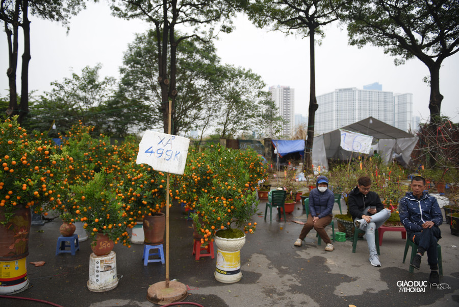 Theo chủ gian hàng quất cảnh tại đây cho biết, bình hay chậu quất to trước bán giá khoảng 1-1,5 triệu đồng, giờ bán giá 499 ngàn đồng.