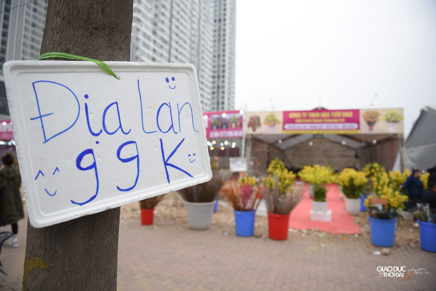 Dọc đường Phạm Hùng, hoa lan giá khoảng 100 ngàn đồng được bày bán đầy vỉa hè.