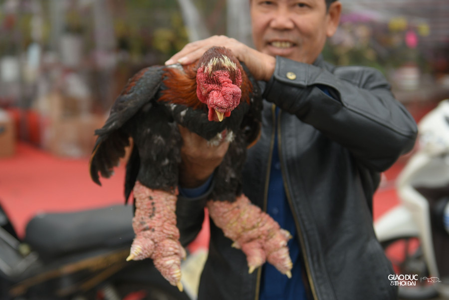 Năm nay gian hàng gà của anh đã treo biển hạ giá, 1 con gà đông tảo nặng khoảng 5kg giá giờ khoảng 3 triệu đồng.