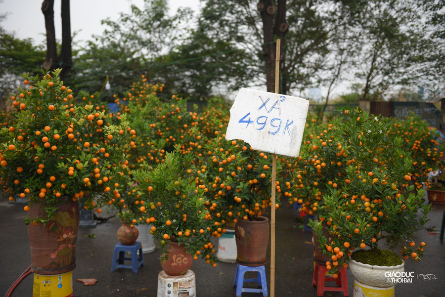 Nếu đến ngày 30 mà vẫn không có khách mua thì sẽ bỏ cây chỉ thu chậu về.