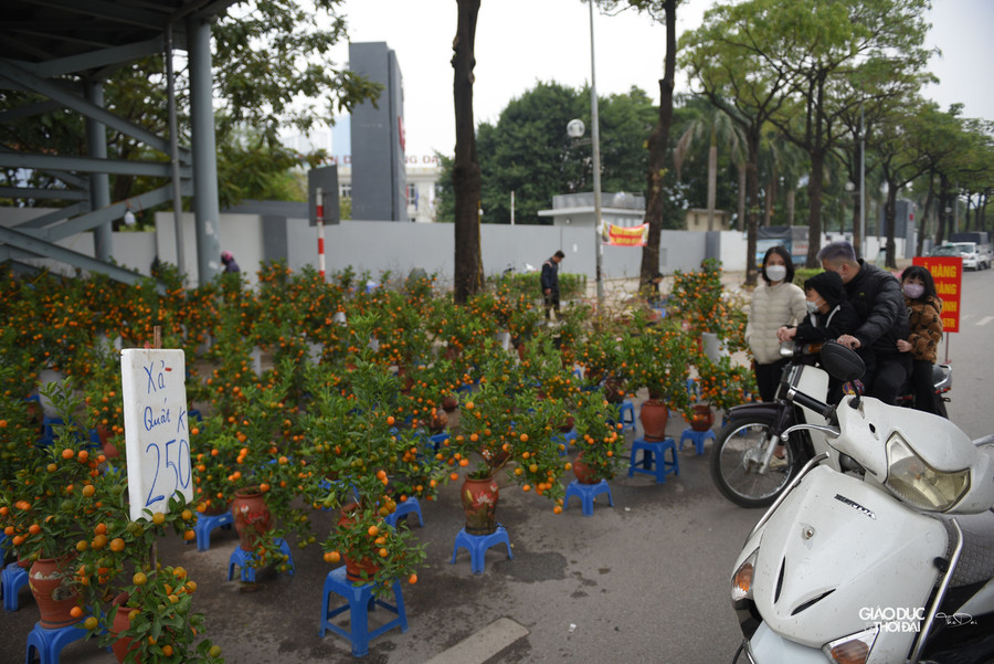 Những bình quất nhỏ được treo biển xả hàng chỉ còn 250 ngàn đồng.