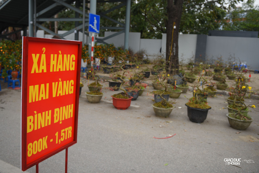 Mai vàng Bình Định những ngày trước có giá khoảng 1,5-3 triệu đồng, thì giờ còn khoảng 800 ngàn - 1,5 triệu đồng.