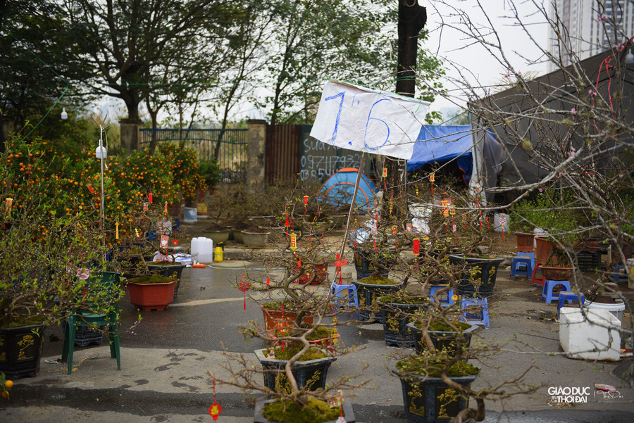 Thị trường hoa, cây cảnh năm nay khá ảm đạm, giá cả cũng phải thay đổi phù hợp với nhu cầu của người mua.