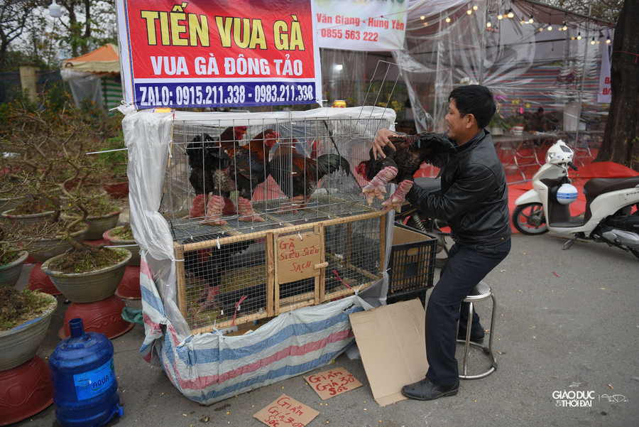 Anh Phước chủ gian bán gà Đông tảo cho biết, sức mua năm nay chỉ bằng 1/5 so với năm ngoái, khách hàng chỉ đến xem là chính.