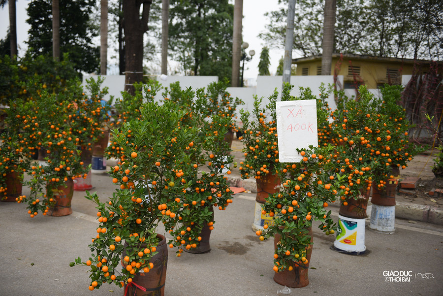 Những bình quất to hơn thì có giá xả hàng là 400 ngàn đồng.