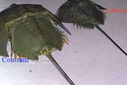 Con so biển dễ bị nhầm lẫn với sam. Ảnh:bvnhidong.