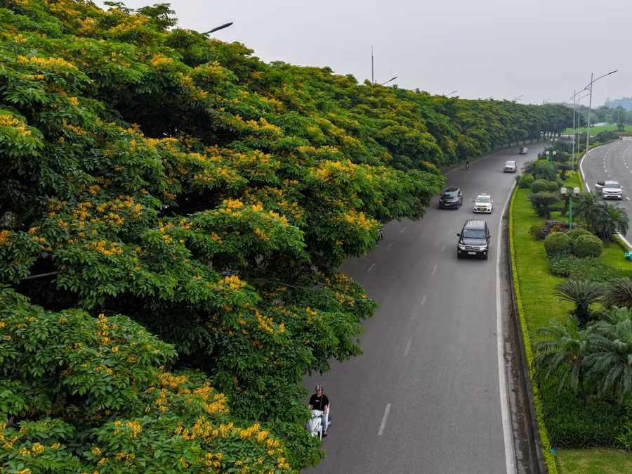Những hàng cây giáng hương nở hoa vàng rực nổi bật giữa phố phường Thủ Đô.