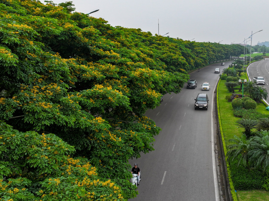 Những hàng cây giáng hương nở hoa vàng rực nổi bật giữa phố phường Thủ Đô. Những hàng cây giáng hương nở hoa vàng rực nổi bật giữa phố phường Thủ Đô.
