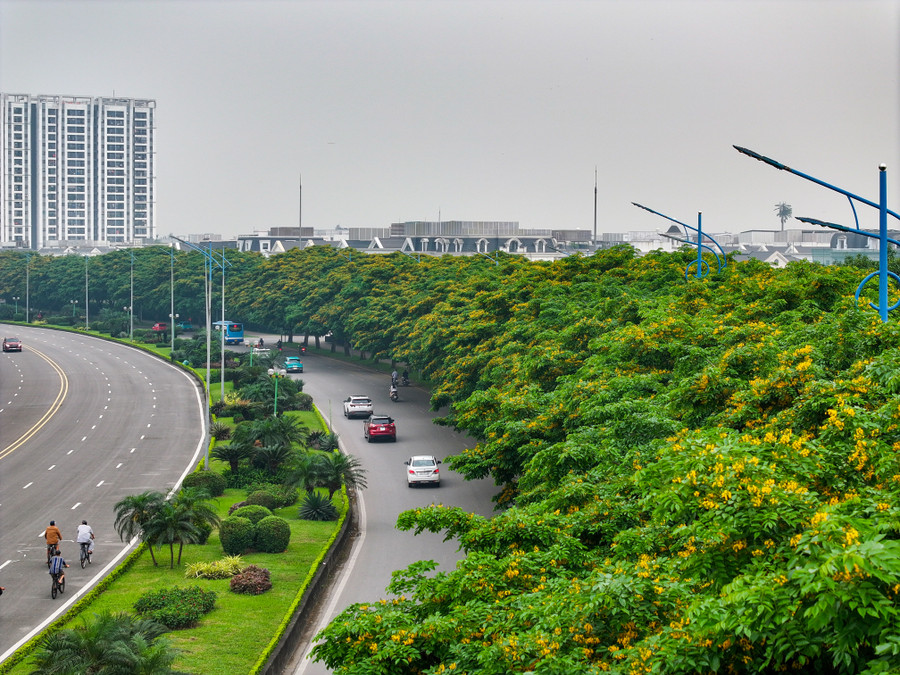 Cây giáng hương vốn phổ biến hơn ở miền Trung. Nhưng những năm gần đây được trồng nhiều ở các phố Hà Nội vì đây là loại cây đô thị có giá trị cao, vừa có bóng mát, dáng cây đẹp, lại vừa có hoa. Cây giáng hương vốn phổ biến hơn ở miền Trung. Nhưng những năm gần đây được trồng nhiều ở các phố Hà Nội vì đây là loại cây đô thị có giá trị cao, vừa có bóng mát, dáng cây đẹp, lại vừa có hoa.