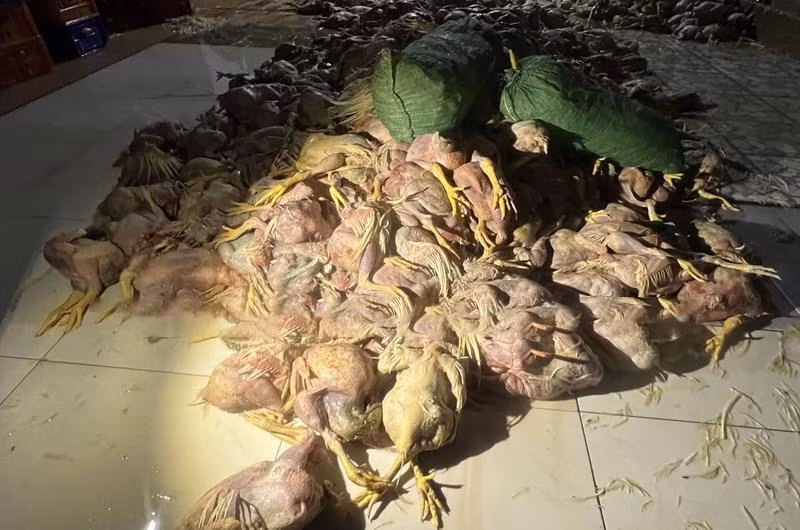 Lượng gà thải loại được phát hiện là hơn 2,2 tấn.