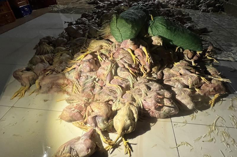 Lượng gà thải loại được phát hiện là hơn 2,2 tấn. Lượng gà thải loại được phát hiện là hơn 2,2 tấn.