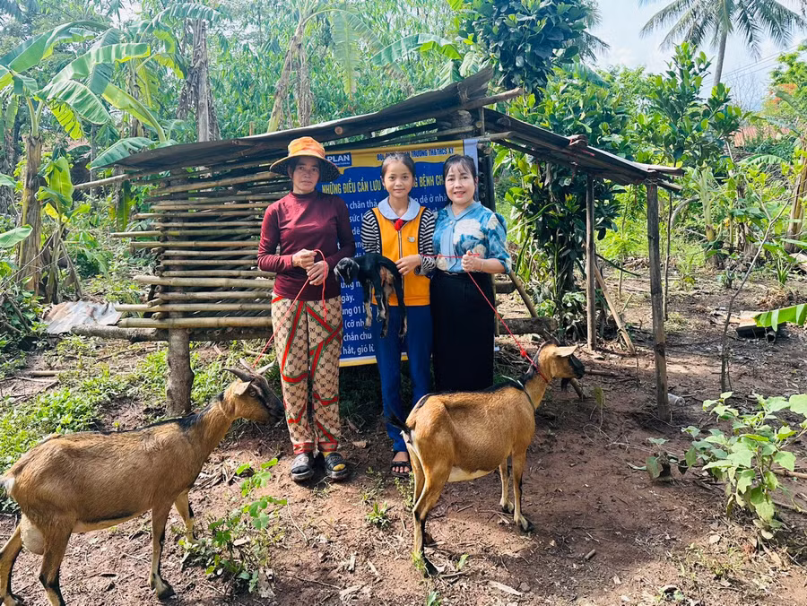 Mô hình nuôi dê mở ra hướng thoát nghèo cho nhiều gia đình học sinh.