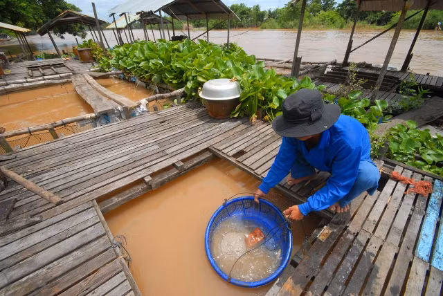 Cho cá heo ăn bằng thức ăn cá xay và cám trộn