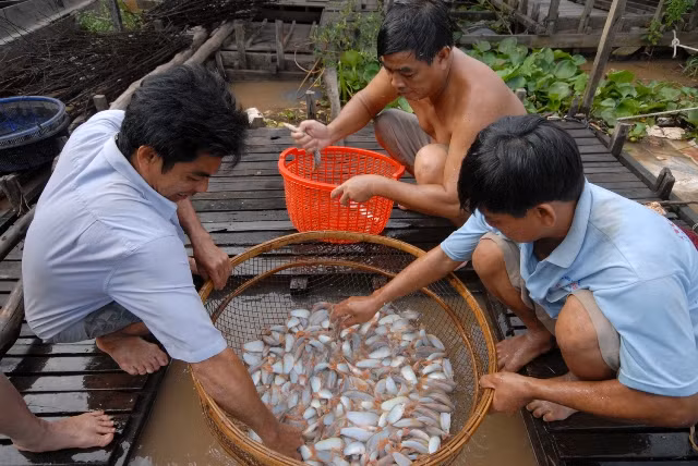 Tỷ phú cá heo nước ngọt
