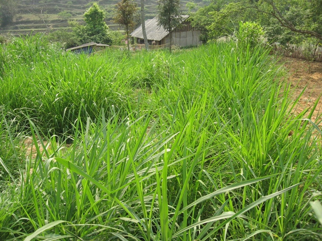 Bà con nông dân Bắc Hà mở rộng diện tích cỏ VA06 bảo đảm nguồn thức ăn tươi xanh cho gia súc trong mùa đông