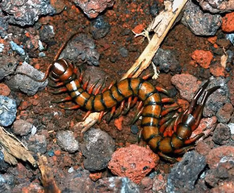 Kinh hai loai ret doc khong lo boi nhanh nhu luon - Anh 3