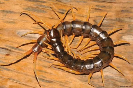 Kinh hai loai ret doc khong lo boi nhanh nhu luon - Anh 6